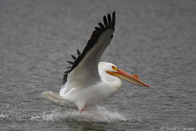 American white Pelican_8391.jpg