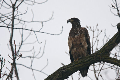 Bald eagle_8422.jpg