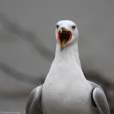 Ring Billed gull_8600.jpg