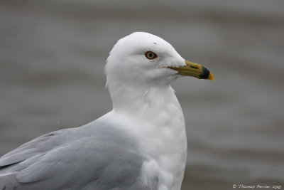 Ring Billed gull_8626.jpg