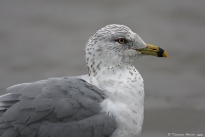 Ring Billed gull_8629.jpg