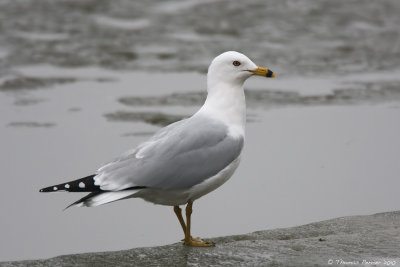 Ring billed gull_8462.jpg