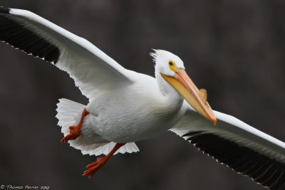 American white Pelican_8915.jpg