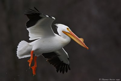 American white Pelican_8917.jpg