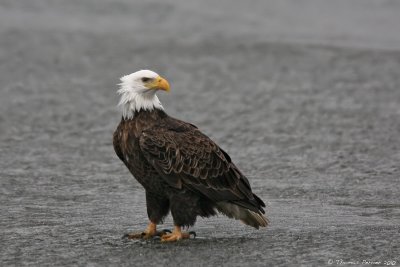 Midwest Bald Eagle trip (USA) - March 2010