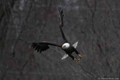 Bald Eagle_8902.jpg