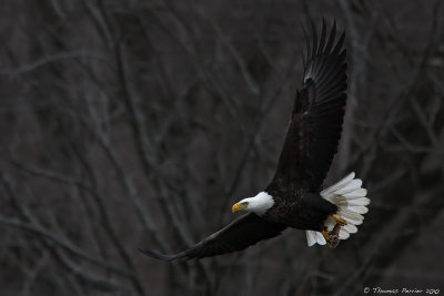 Bald Eagle_8904.jpg