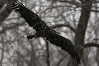 Bald eagle_8838.jpg