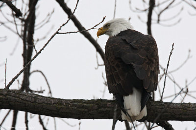 Bald eagle_9035.jpg