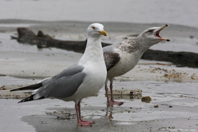 Herring gull_8796.jpg