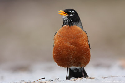 American robin_9051.jpg