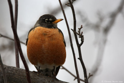 American robin_9056.jpg