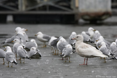 Glaucous gull_9088.jpg