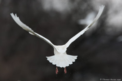 Glaucous gull_9098.jpg