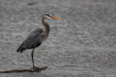 Great blue heron_8986.jpg