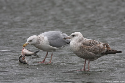 Herring gull_9138.jpg