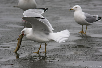 Ring billed gull_8180.jpg