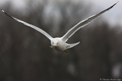 Ring-billed gull_9147.jpg