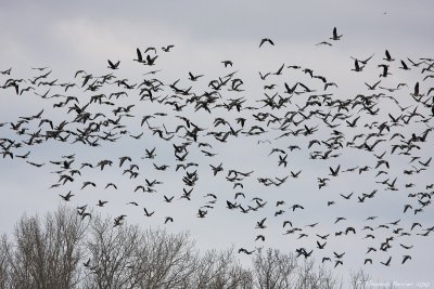 Greater white-fronted geese_9264.jpg