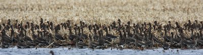 Greater white-fronted geese_9276.jpg
