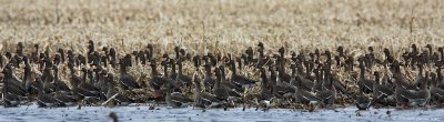 Greater white-fronted geese_9276.jpg