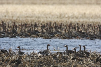 Greater white-fronted geese_9278.jpg