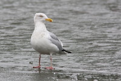 Herring gull_9196.jpg