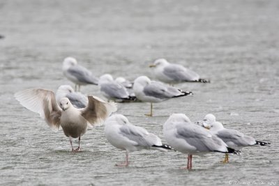 Iceland gull_9218.jpg