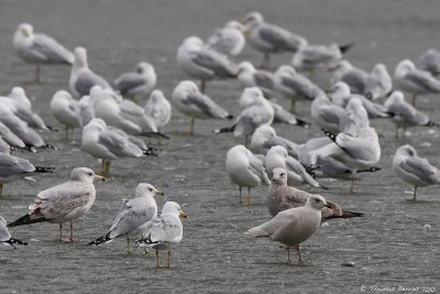 Iceland gull_9234.jpg