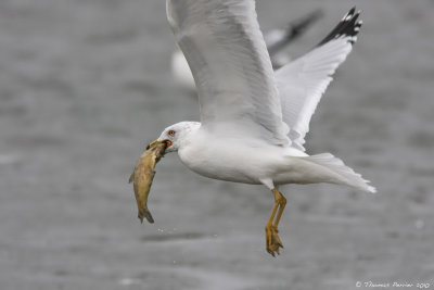 Ring-billed gull_9185.jpg