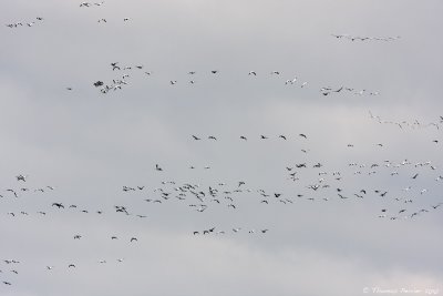 Snow geese_9240.jpg