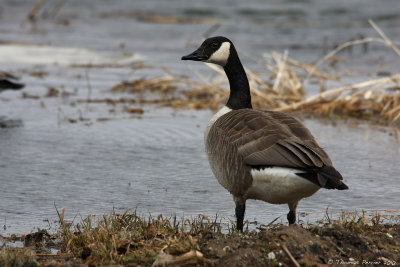 Canada goose_9332.jpg