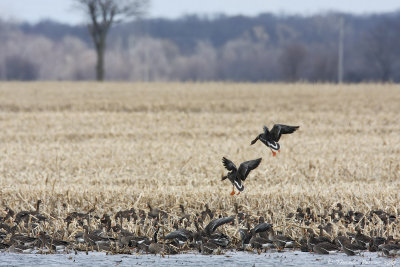 Greater white-fronted geese_9319.jpg