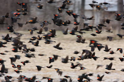 Red winged blackbird_9415.jpg