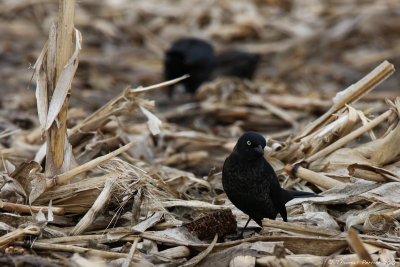 Rusty blackbird_9405.jpg