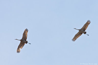 Sandhill cranes_9428.jpg