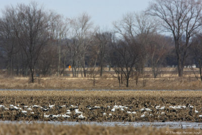 Snow geese_9344.jpg