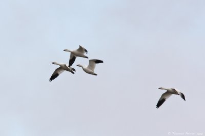 Snow geese_9350.jpg