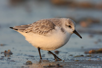 Sanderling-Merlimont_0582