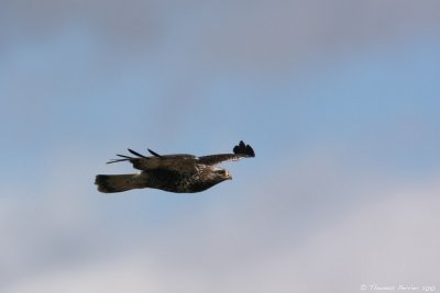 Buse pattue-Rough legged buzzard_7570