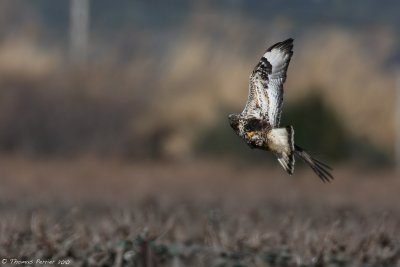 Buse pattue-Rough legged buzzard_7565