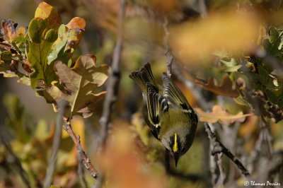 Goldcrest - Roitelet hupp 4644_web.jpg