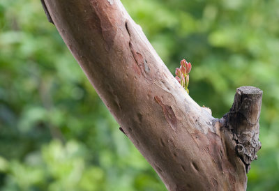 Guava Tree - New Growth