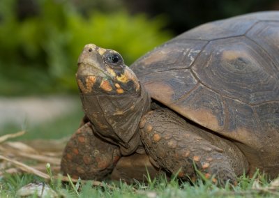 Red-Foot Tortoise Maddie