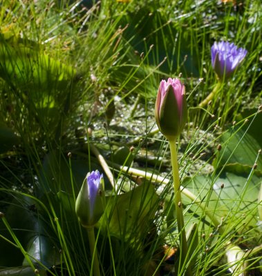 Waterlily - at 35mm