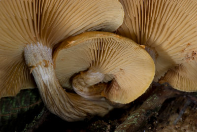 Mushrooming