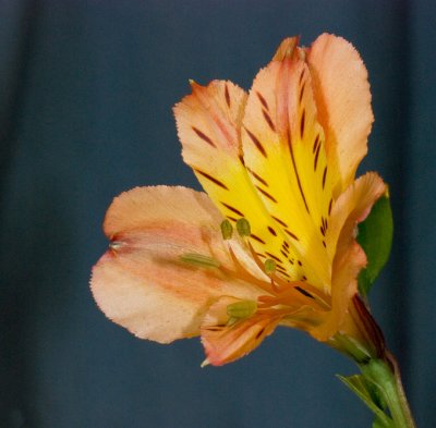 Alstroemeria - Painted Lady