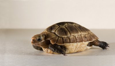 Elongata Tortoise - Hatchling