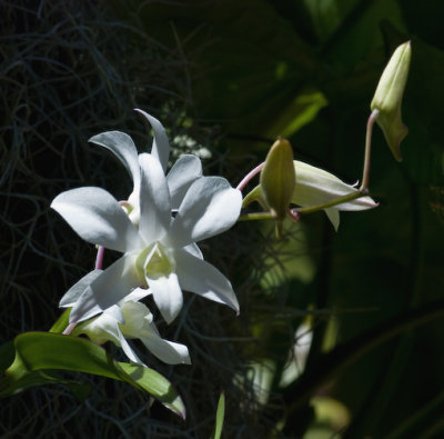 Denbrobium Orchid