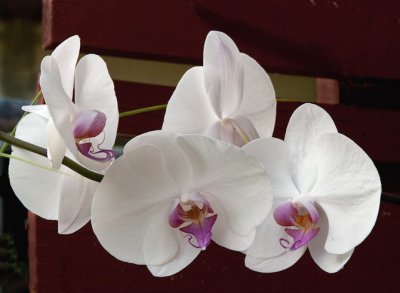 Phalaenopsis Orchid Spray
